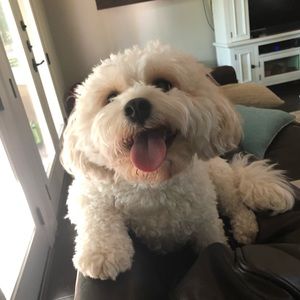 Meet your Posher, Bailey